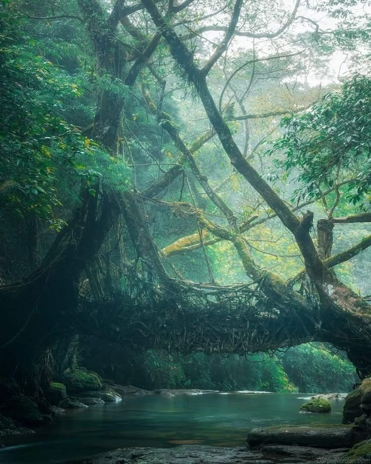 Living Root Bridge